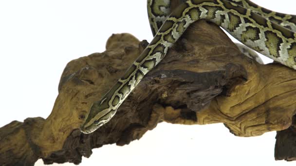Граніт Бірманська Python або Пітон моурут bivittatus на дерев'яній заковиці ізольований у білому фоні. — стокове відео