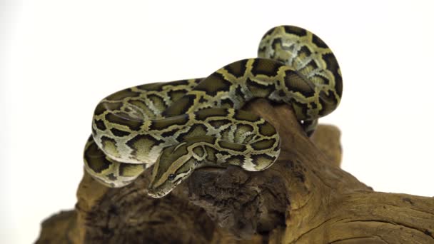 Python birman granit ou Python molurus bivittatus sur chevalet en bois isolé en fond blanc . — Video