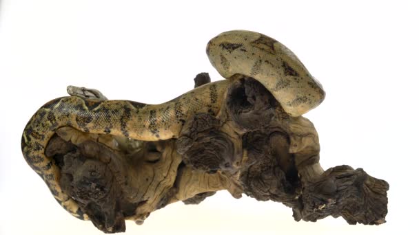 Imperador constritor de Boa ou Boa colombiano em entalhe de madeira isolado em branco — Vídeo de Stock