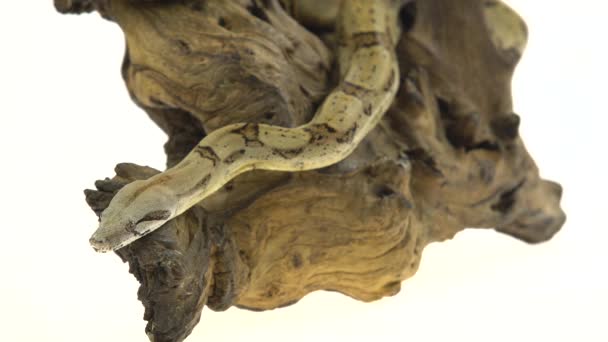 Колумбийский боа или Boa constrictor император на деревянной загвоздка изолированы в белом — стоковое видео