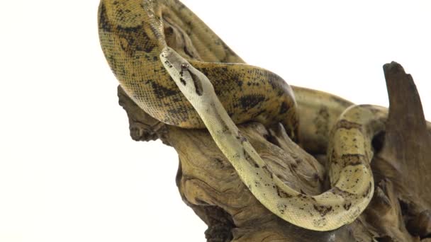 Columbian boa of boa constrictor imperator op houten addertje onder het gras geïsoleerd in wit — Stockvideo