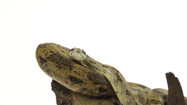 Kolomb Boa veya Boa yılanı imperator ahşap budak beyaz izole — Stok video
