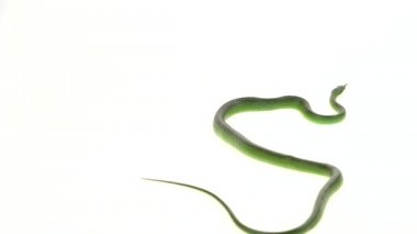 Gergedan Ratsnake veya Rhynchophis Boulengeri. Ayrıca Gergedan Yılanı, Gergedan Sıçan Yılanı, Vietnam Uzun Burun Yılanı veya Yeşil Tek boynuzlu At olarak da bilinen beyaz arka plan üzerinde kıvrılmış