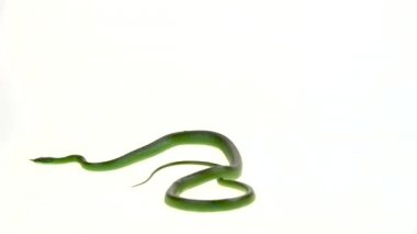 Gergedan Ratsnake veya Rhynchophis Boulengeri. Ayrıca Gergedan Yılanı, Gergedan Sıçan Yılanı, Vietnam Uzun Burun Yılanı veya Yeşil Tek boynuzlu At olarak da bilinen beyaz arka plan üzerinde kıvrılmış