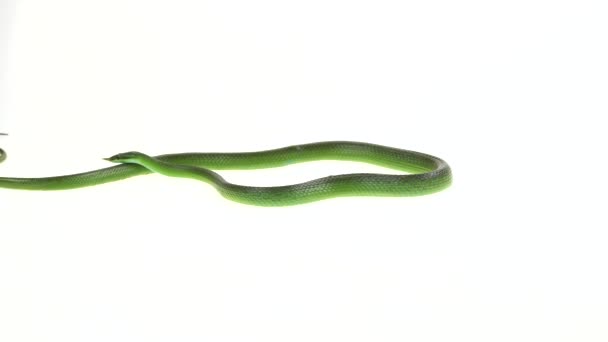 Rhinoceros Ratsnake ou Rhynchophis Boulengeri. Également connu sous le nom de Rhinocéros Serpent, Rhinocéros Rat Serpent, Serpent à museau long vietnamien, ou Licorne verte Enroulé sur fond blanc 