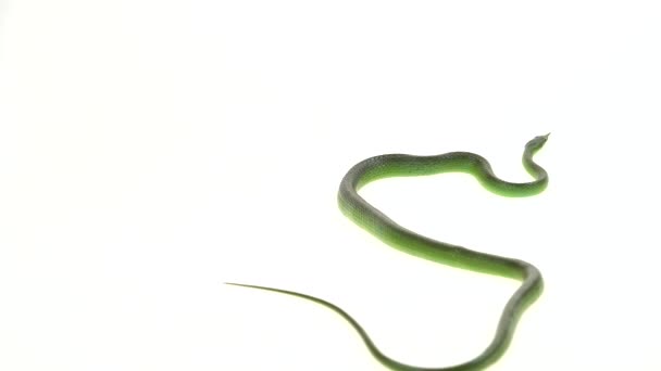Rhinoceros Ratsnake ou Rhynchophis Boulengeri. Également connu sous le nom de Rhinocéros Serpent, Rhinocéros Rat Serpent, Serpent à museau long vietnamien, ou Licorne verte Enroulé sur fond blanc 