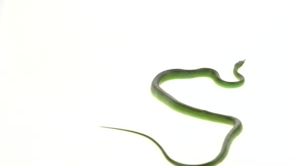 Rhinoceros Ratsnake or Rhynchophis Boulengeri. Also Known as Rhinoceros Snake, Rhino Rat Snake, Vietnamese Longnose Snake, or Green Unicorn Coiled on white background — Stock Video