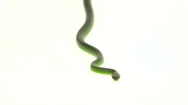 Rhinoceros Ratsnake ou Rhynchophis Boulengeri. Également connu sous le nom de Rhinocéros Serpent, Rhinocéros Rat Serpent, Serpent à museau long vietnamien, ou Licorne verte Enroulé sur fond blanc 