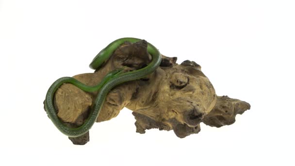 Rhinoceros Ratsnake vagy Rhynchophis boulengeri. Néven is ismert orrszarvú kígyó, Rhino patkány kígyó, vietnámi Longnose Snake, vagy zöld Unicorn Tekercselt fából készült gubanc fehér háttérben — Stock videók