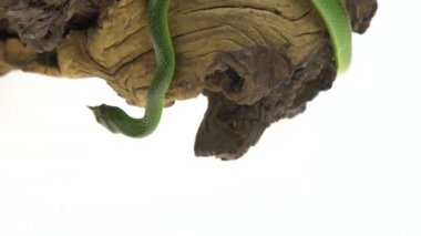 Gergedan Ratsnake veya Rhynchophis Boulengeri. Ayrıca Gergedan Yılanı, Gergedan Sıçan Yılanı, Vietnam Uzun Burun Lu Yılanı veya Yeşil Tek boynuzlu At olarak da bilinen beyaz arka planda ahşap pürüzüzerine sarmal