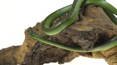Gergedan Ratsnake veya Rhynchophis Boulengeri. Ayrıca Gergedan Yılanı, Gergedan Sıçan Yılanı, Vietnam Uzun Burun Lu Yılanı veya Yeşil Tek boynuzlu At olarak da bilinen beyaz arka planda ahşap pürüzüzerine sarmal