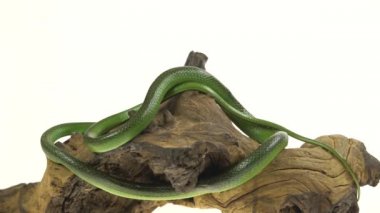 Gergedan Ratsnake veya Rhynchophis Boulengeri. Ayrıca Gergedan Yılanı, Gergedan Sıçan Yılanı, Vietnam Uzun Burun Lu Yılanı veya Yeşil Tek boynuzlu At olarak da bilinen beyaz arka planda ahşap pürüzüzerine sarmal