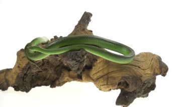 Gergedan Ratsnake veya Rhynchophis Boulengeri. Ayrıca Gergedan Yılanı, Gergedan Sıçan Yılanı, Vietnam Uzun Burun Lu Yılanı veya Yeşil Tek boynuzlu At olarak da bilinen beyaz arka planda ahşap pürüzüzerine sarmal