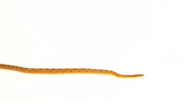 Tiger Python molurus bivittatus morf albine birmanya beyaz arka planda