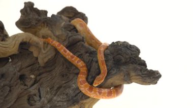 Tiger Python molurus bivittatus morf albine burmese beyaz arka planda ahşap burmese