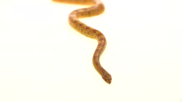 老虎 Python 莫鲁斯 双vitatus 变形白种白种白种兰比缅甸在白色背景 — 图库视频影像