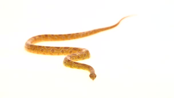Tiger python molurus bivittatus Morph Albine burmesiska i vit bakgrund — Stockvideo