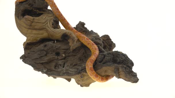 Tiger Python molurus bivittatus morph albine burmese on wooden snag in white background — Stock Video