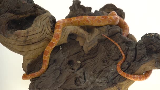 Tiger Python molurus bivittatus morph albina birmanesa em um empecilho de madeira em fundo branco — Vídeo de Stock