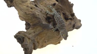 Tokay gecko - Gekko gecko beyaz arka planda ahşap pürüz üzerinde
