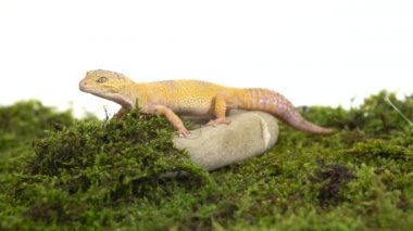 Beyaz izole arka plan yeşil yosun sevimli leopar gecko veya eublepharis macularius