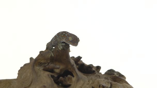 Tokay gecko - Gekko gecko on wooden snag in white background — Stock Video