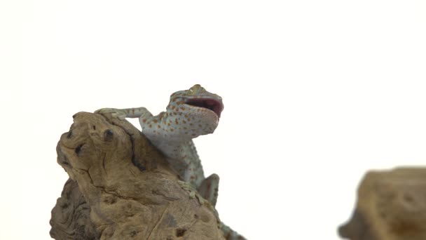 Tokay gecko - Gekko gecko beyaz arka planda ahşap pürüz üzerinde — Stok video