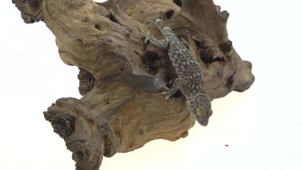 Tokay gecko - Gekko gecko em encaixe de madeira em fundo branco — Vídeo de Stock
