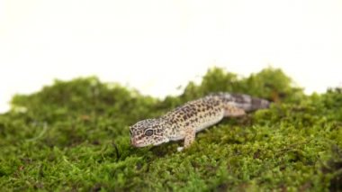 Leopar gecko standart formu, Eublepharis macularius beyaz arka planda yeşil yosun üzerinde