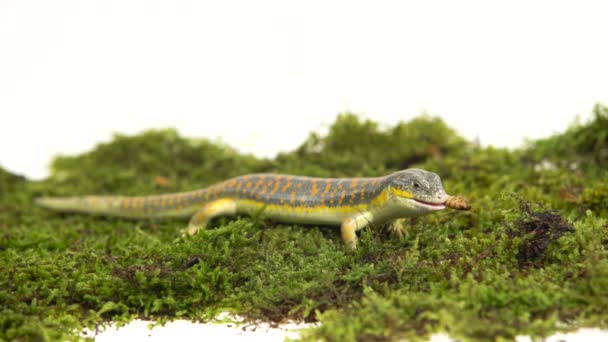 Gecko Stsynk Schneider eumeces schneideri comendo larva de presas em musgo verde em fundo branco — Vídeo de Stock