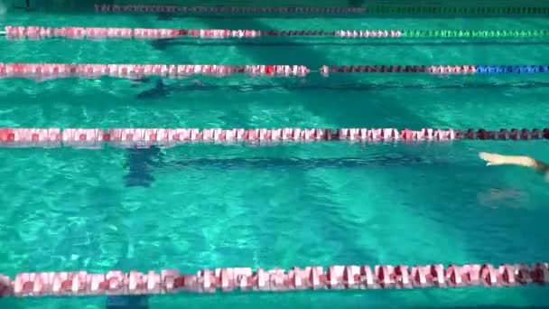 Amator zwemmer oefenen in water zwembad. — Stockvideo