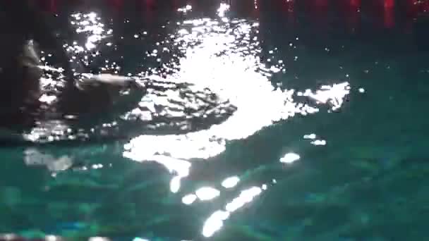 Nadador profesional que practica en la piscina del agua. Tiro nocturno — Vídeos de Stock