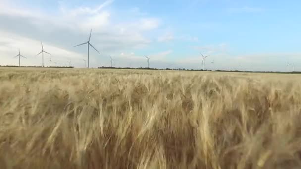 Paisaje agrícola en un campo dorado de trigo y turbinas eólicas en el fondo del cielo despejado. Inspección aérea. De cerca. — Vídeo de stock