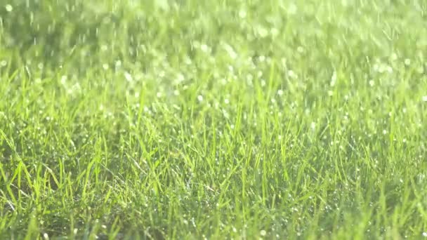 Tiro de una hierba verde brillante que se rocía con agua en el césped en un día soleado. Gotas de agua son salpicadas a la luz del sol. Textura de fondo natural. Concepto de ecología. Grabación macro, cámara estática. Despacio. — Vídeo de stock