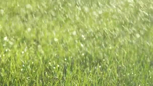 Tiro de una hierba verde brillante que se rocía con agua en el césped en un día soleado. Gotas de agua son salpicadas a la luz del sol. Textura de fondo natural. Concepto de ecología. Grabación macro, cámara estática. Despacio. — Vídeo de stock