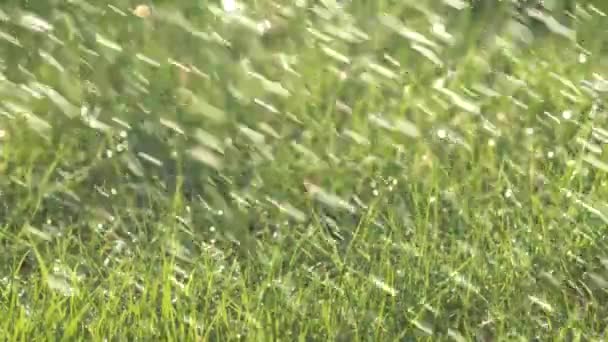 Aufnahme eines grünen, hellen Rasens, das an einem sonnigen Tag im Rasen mit Wasser besprüht wird. Wassertropfen werden im Sonnenlicht gespritzt. Natürliche Hintergrundtextur. Ökologiekonzept. Makroaufnahme, statische Kamera. Langsam — Stockvideo