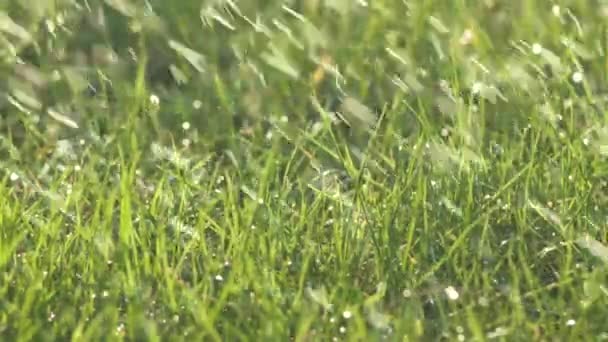 Tiro de una hierba verde brillante que se rocía con agua en el césped en un día soleado. Gotas de agua son salpicadas a la luz del sol. Textura de fondo natural. Concepto de ecología. Grabación macro, cámara estática. Despacio. — Vídeo de stock