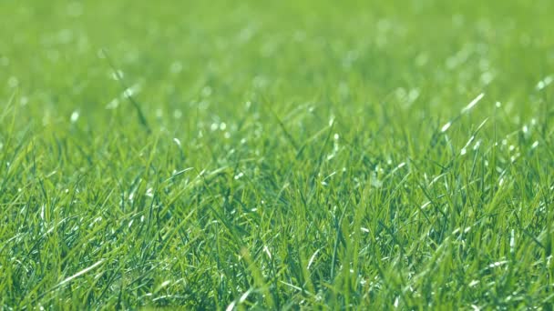 太陽の光の中で新鮮な緑の芝生の芝生、明るい鮮やかな自然の季節の背景。草の風に手を振っている。マクロショット、静的カメラ。生態学の概念。スローモーション。閉じろ!. — ストック動画