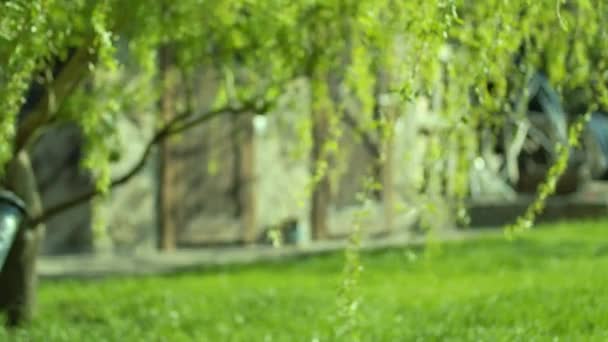 Sonne durch das Laub der Weiden. Natur im Hintergrund. Schöne Sonne scheint durch den Wind auf windbaumgrünen Blättern. Verschwommenes abstraktes Bokeh mit Sonneneruption. Zeitlupe. Nahaufnahme. — Stockvideo