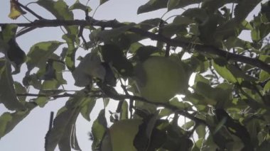 Elle toplanmış olgun yeşil elma.