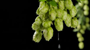 Zıpzıp ya da humulustan düşen su damlaları. Siyah arka plan. Yavaş çekim.