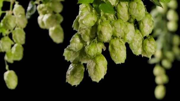 Druppels water die uit hop of humulus vallen. Zwarte achtergrond. Langzame beweging. — Stockvideo