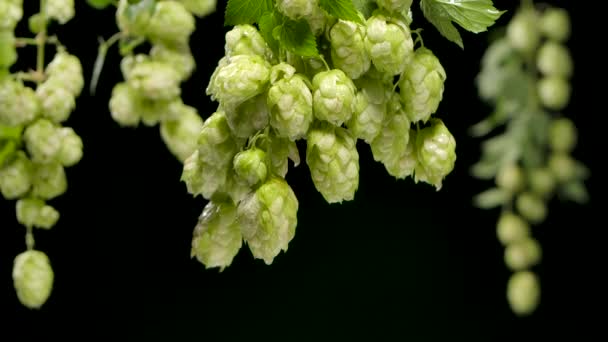 Gotas de agua que caen del lúpulo o humulus. Fondo negro. Movimiento lento. — Vídeo de stock