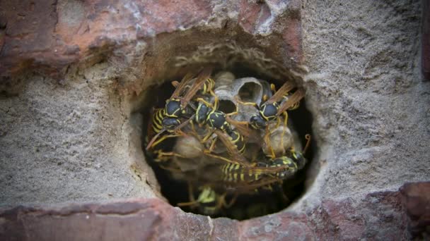 Las avispas están construyendo un nido. Insectos peligrosos alados de cerca. Familia de avispones en cámara lenta. — Vídeo de stock