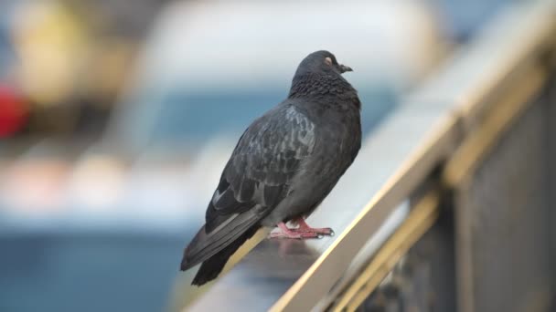 Belle colombe grise assise sur une rampe et regardant autour. Fond flou d'une rue animée. Gros plan en gros plan. Mouvement lent. — Video
