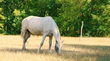Beyaz bir atın yemyeşil bir çayırda otladığı sakin bir manzara. Yeşilliklerle çevrili. Doğanın huzurunu yakalıyor..