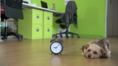 Ofiste çalar saatin yanında yatan sevimli küçük köpek.