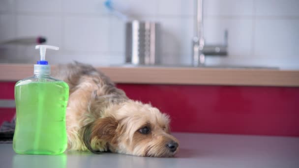 Bonito Cachorrinho Coloca Lado Uma Garrafa Sabão Perto Pia Cozinha — Vídeo de Stock