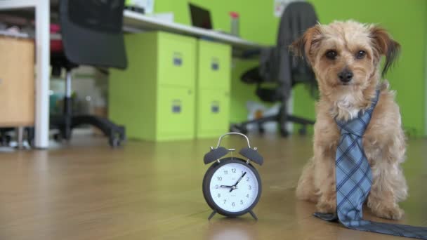 Little Dog Wearing Smart Necktie Sits Office Next Alarm Clock — Stock Video