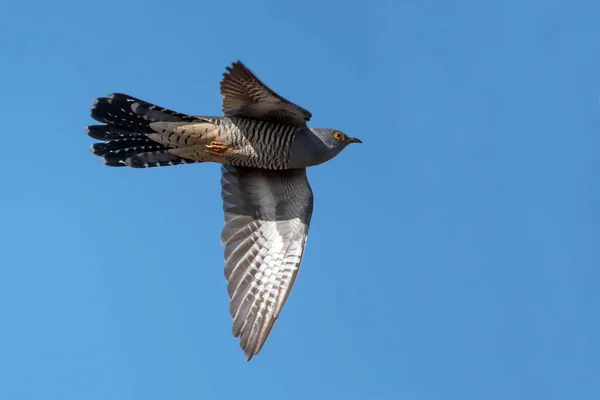 Bird in flight with blue sky in the background